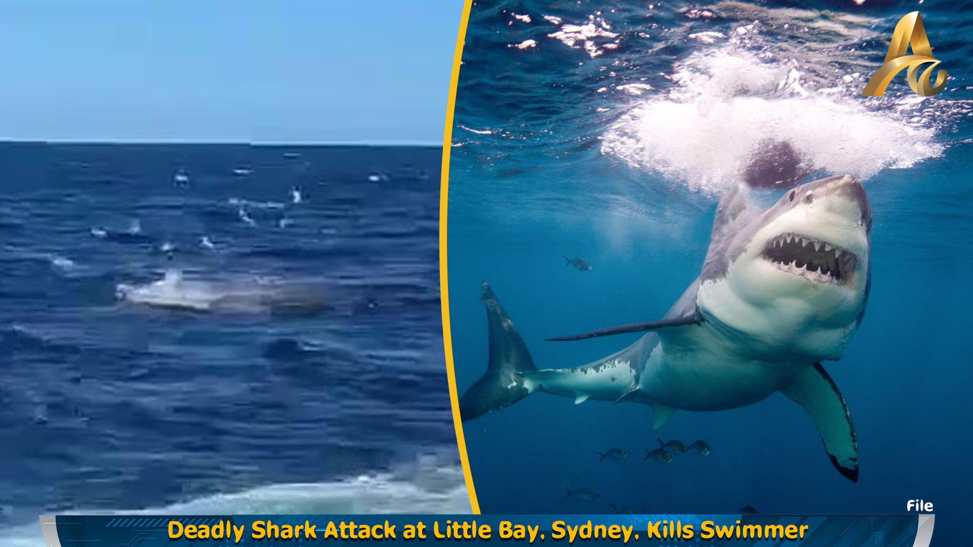 Deadly Shark Attack At Little Bay Sydney Kills Swimmer